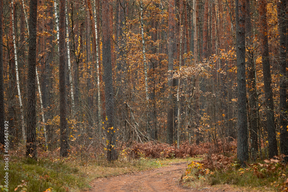 Fototapeta premium A beautiful pine forest in autumn in Latvia with a small road. Seasonal scenery of Northern Europe.