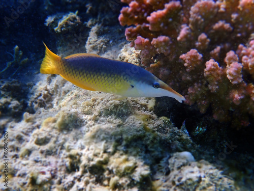 Gomphosus caeruleus, the green birdmouth wrasse photo