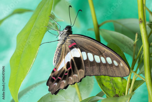 Wallpaper Mural A Beautiful Common Bluebottle (Graphium sarpedon) butterfly on the leaf. Torontodigital.ca