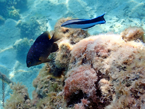 Bluestreak cleaner wrasse (Labroides dimidiatus), underwater photography