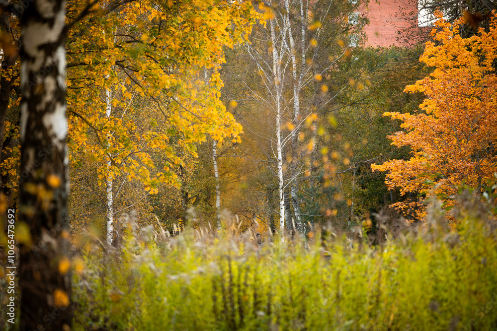 Obraz premium Beautiful sunny autumn landscape of forest in Latvia. Seasonal scenery of Northern Europe.