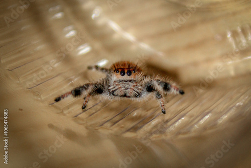 orange cute hairy jumping spider macro closeup photo