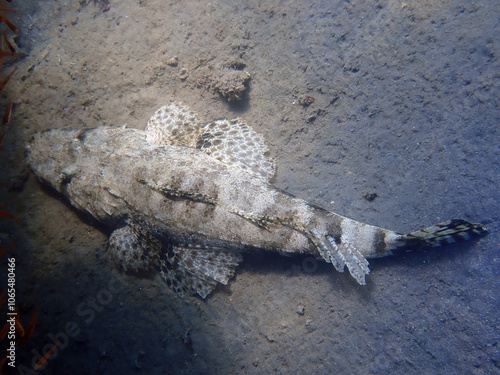 Tentacled flathead crocodile fish - (Papilloculiceps longiceps)  photo