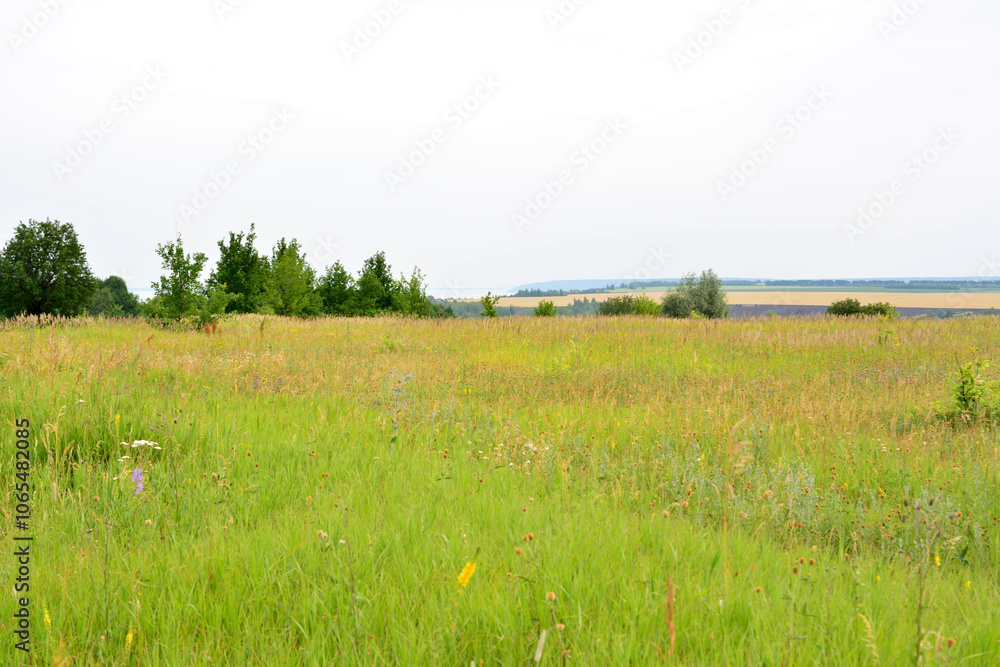 Fototapeta premium a field with light green grass and some green trees in the background