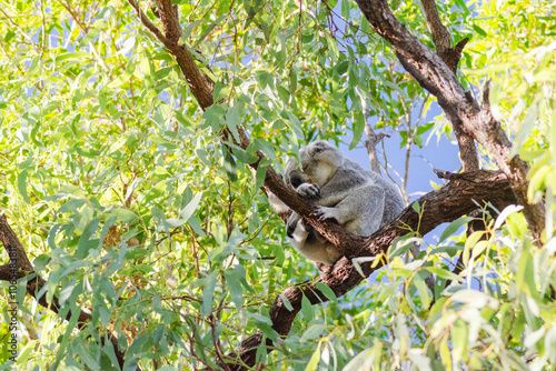 Photography Cute koala bear resting on eucalyptus tree in its natural habitat on Magnetic Island, Queensland, Australia