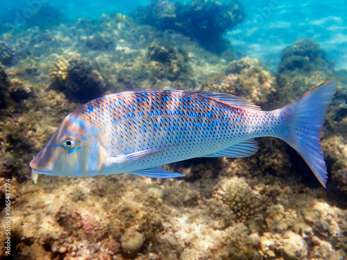Lethrinus nebulosus, the spangled emperor underwater into the Red sea