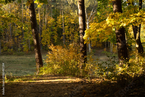 Beautiful sunny autumn day landscape fith gold colored trees and a small road in Latvia. Seasonal scenery of Northern Europe. photo