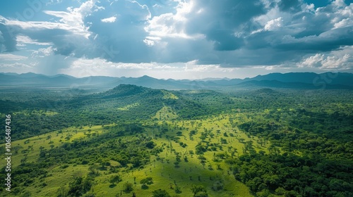 Aerial View of Expansive Forest Landscape