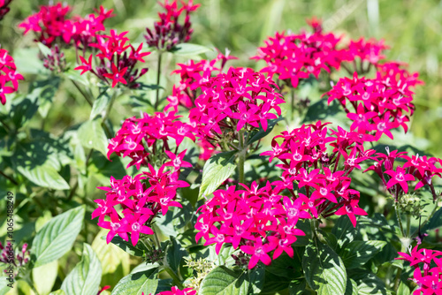 Beautiful Star Cluster (pentas lanceolata) flowers.