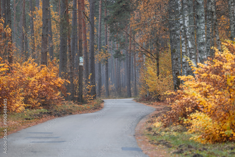Fototapeta premium A beautiful autumn landscape of street in the Riga, Latvia. Seasonal scenery of Northern Europe.