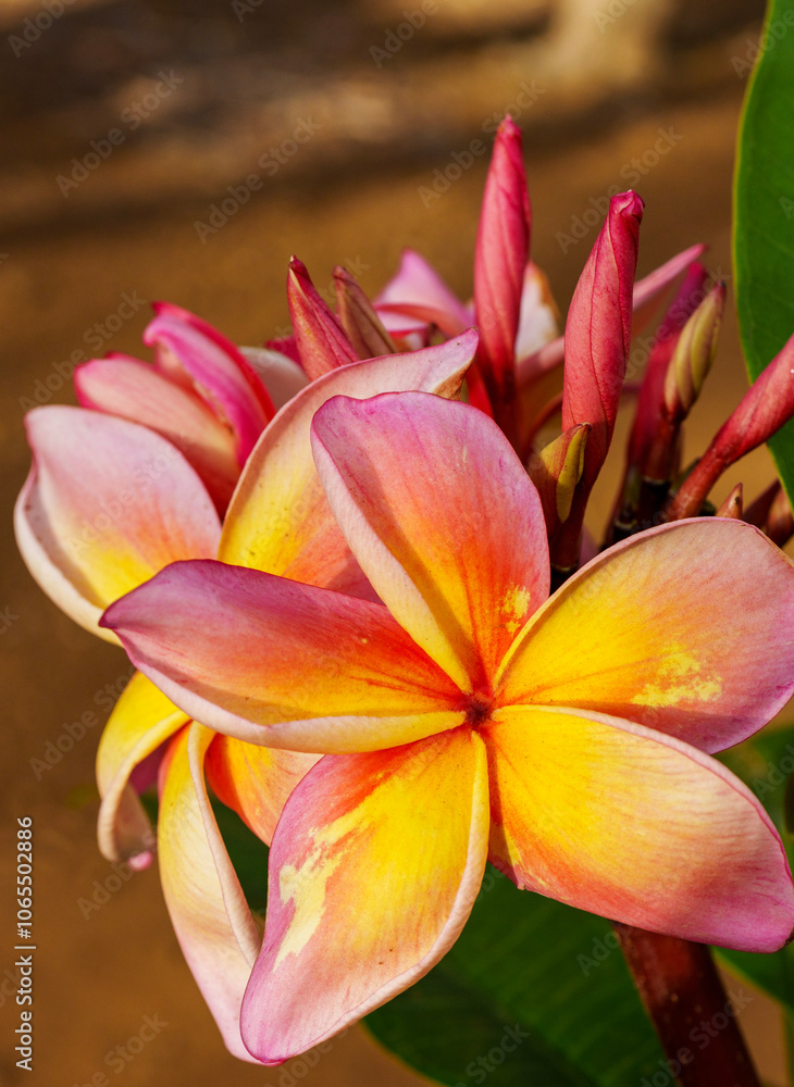 Fototapeta premium Plumeria and hibiscus flowers from Hawaii Koko Crater Botanical Garden