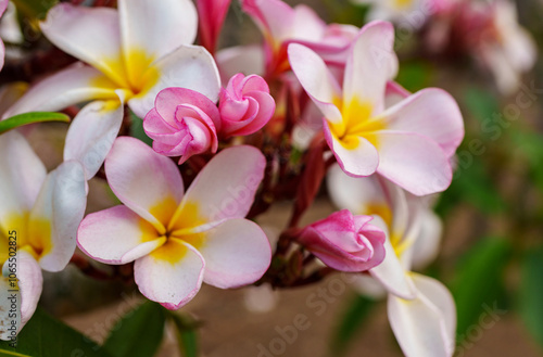 Plumeria and hibiscus flowers from Hawaii Koko Crater Botanical Garden