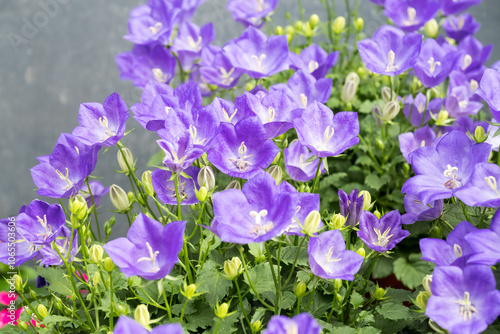 Beautiful Carpathian harebell (Campanula carpatica) flowers.