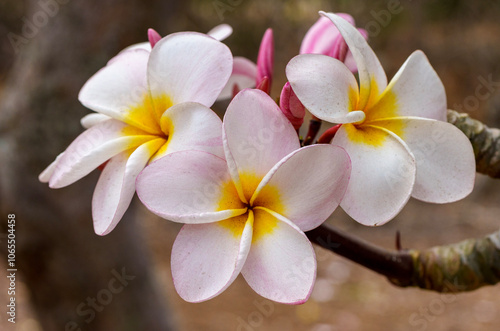 Plumeria and hibiscus flowers from Hawaii Koko Crater Botanical Garden photo