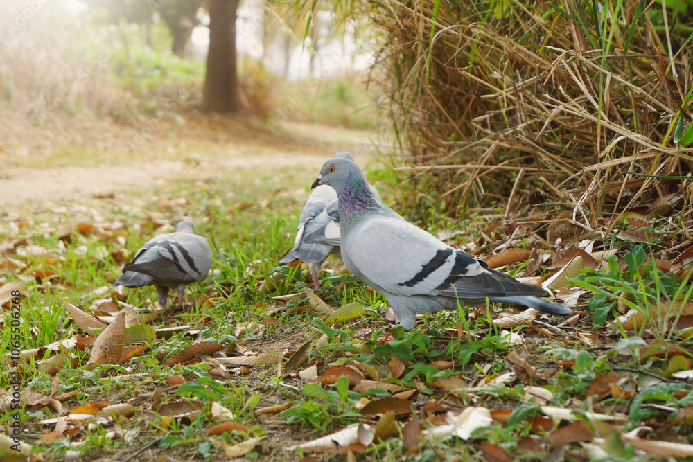 Fototapeta premium The rock dove, rock pigeon in the nature.