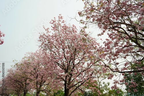 Wallpaper Mural Cherry Blossom on white isolate sky background. Torontodigital.ca