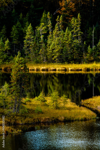 Tamaracks line the bog shoreline of Butterfly Lake in Vilas County, northern Wisconsin on a late September afternoon photo