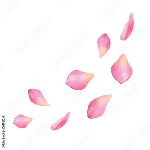 Pink lotus flower petals falling on white background