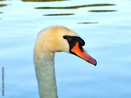 Swan beautiful bird portrait.