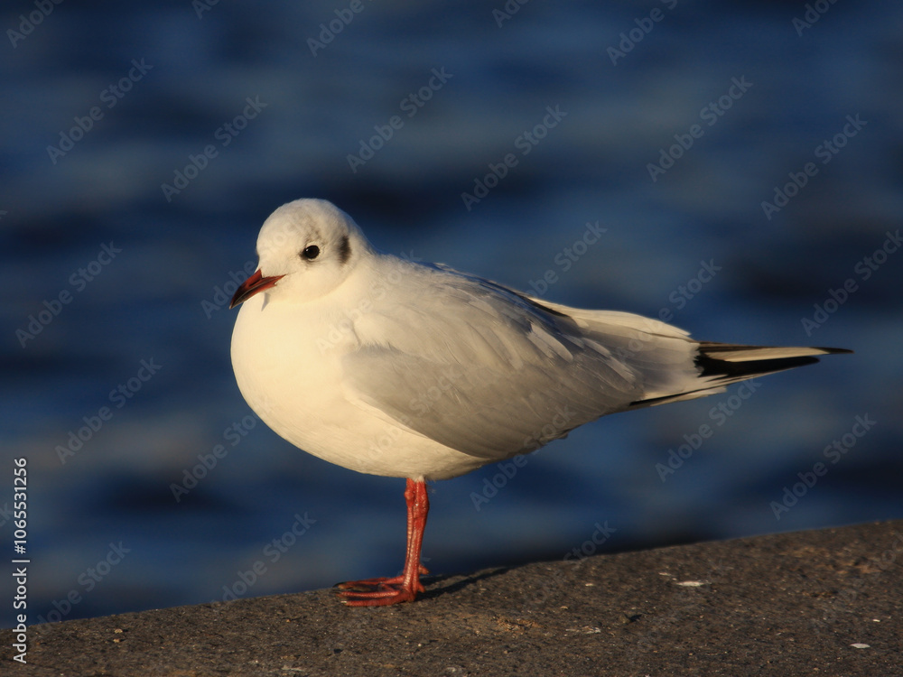 Fototapeta premium Seagull bird stands on one leg in the warm morning light