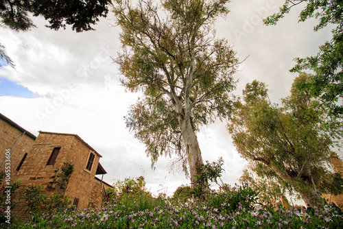 old historical stone house and garden photo