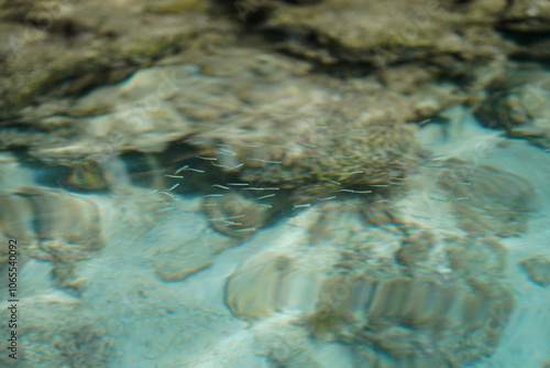 Tiny Silver Fish in Tropical Blue Water Wallpaper