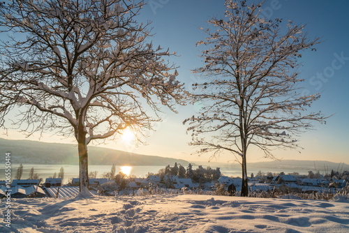 Winterzauber auf der Hochwart Insel Reichenau: Verschneite Bäume mit Blick in Richtung Schweiz photo