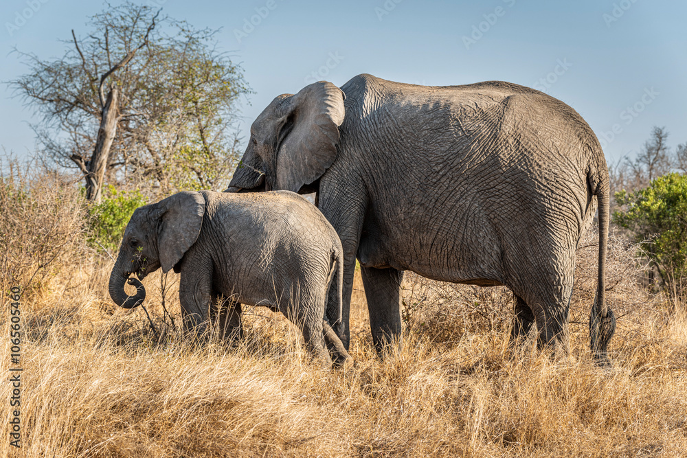Fototapeta premium The African bush elephant, Loxodonta africana, also known as the African savanna elephant. Kruger Park Big five Safari South Africa