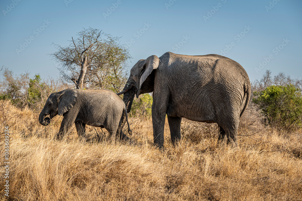 Fototapeta premium The African bush elephant, Loxodonta africana, also known as the African savanna elephant. Kruger Park Big five Safari South Africa