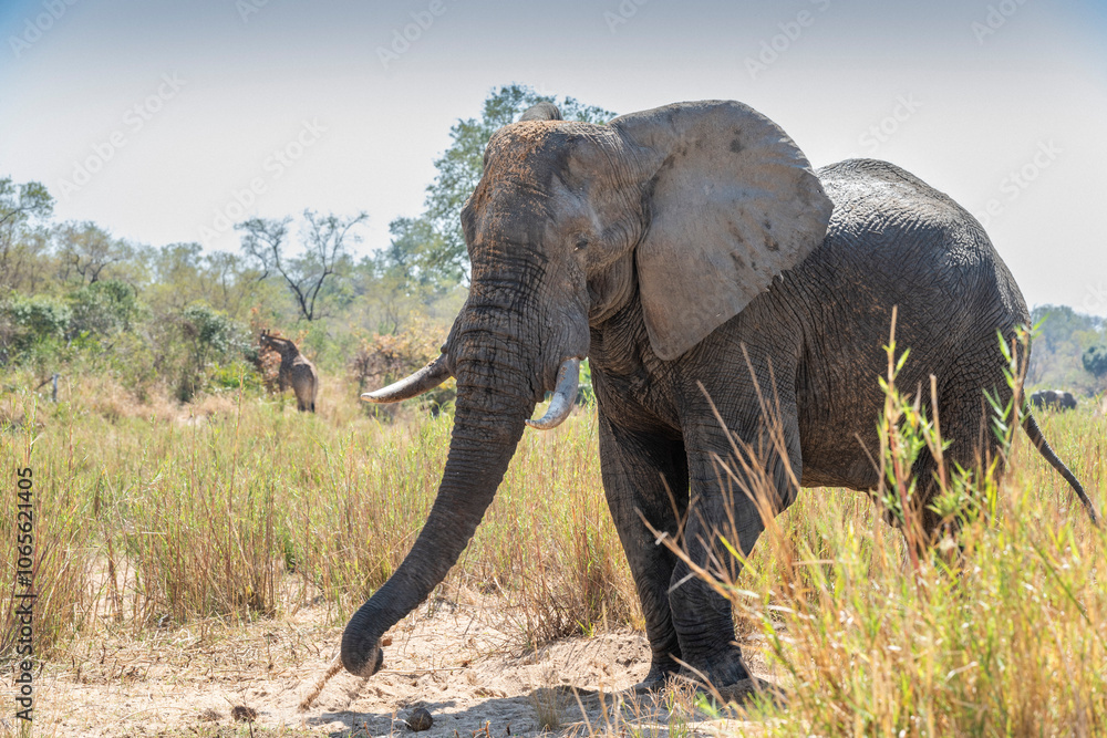 Fototapeta premium The African bush elephant, Loxodonta africana, also known as the African savanna elephant. Kruger Park Big five Safari South Africa
