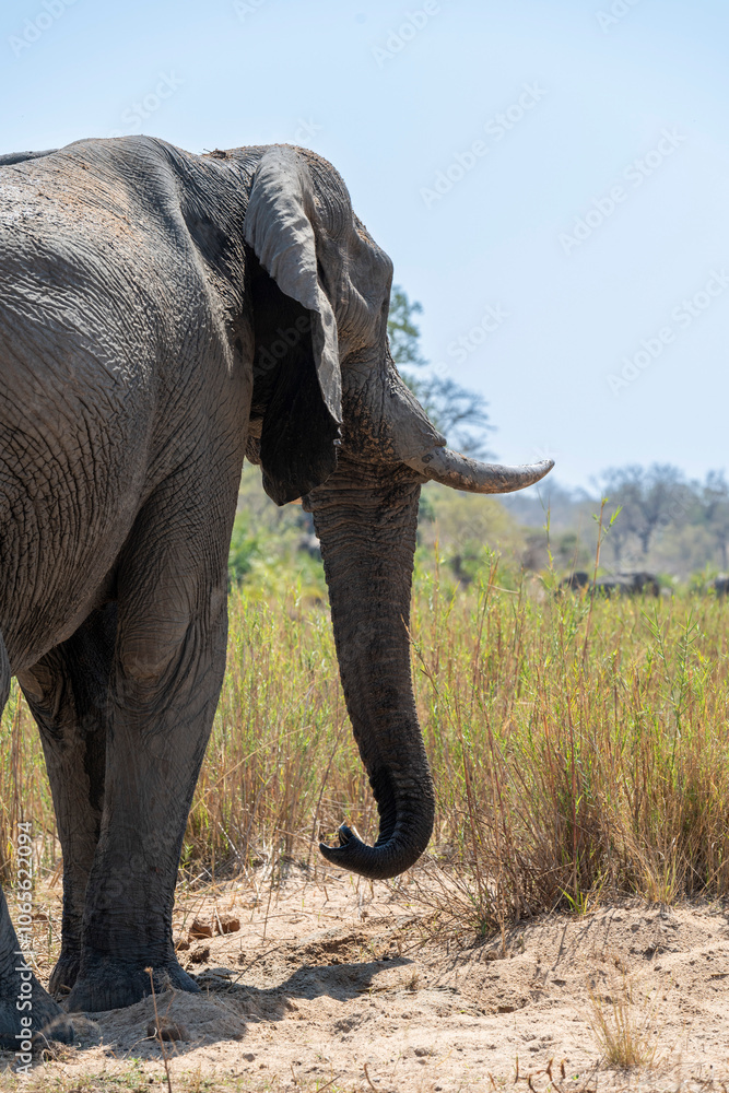 Obraz premium The African bush elephant, Loxodonta africana, also known as the African savanna elephant. Kruger Park Big five Safari South Africa
