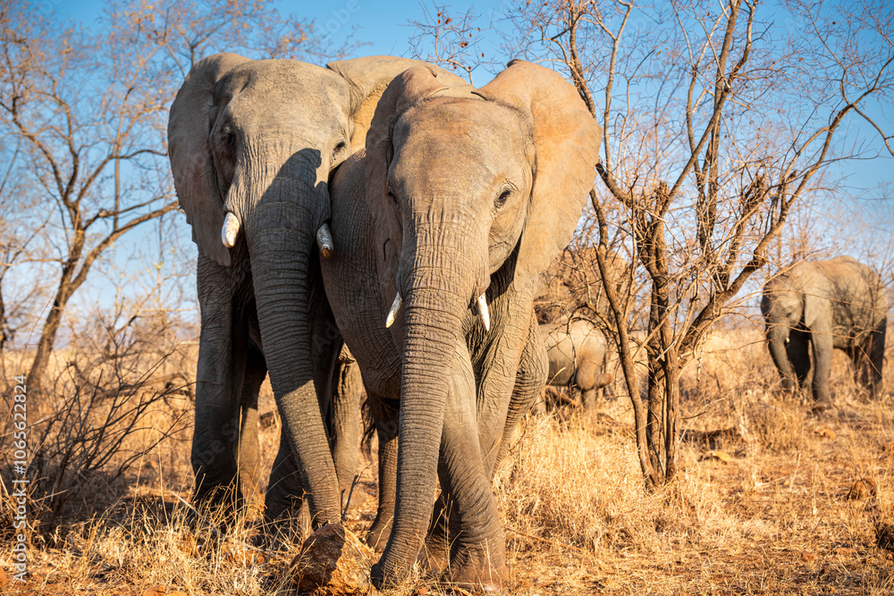 Fototapeta premium The African bush elephant, Loxodonta africana, also known as the African savanna elephant. Kruger Park Big five Safari South Africa