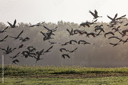 Envol de grues cendrées