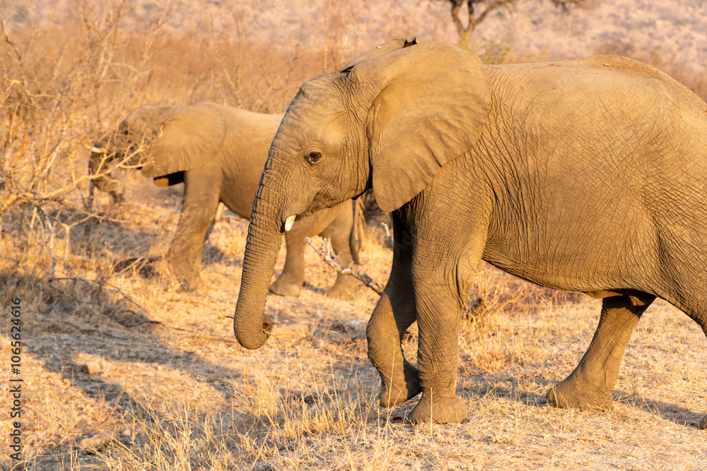Fototapeta premium The African bush elephant, Loxodonta africana, also known as the African savanna elephant. Kruger Park Big five Safari South Africa