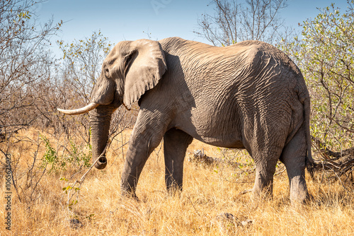 The African bush elephant, Loxodonta africana, also known as the African savanna elephant. Kruger Park Big five Safari South Africa photo