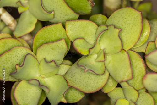 Proxiphographie d'une plante grasse (succulente) - Jade bouclée - Crassula ovata Undulata photo