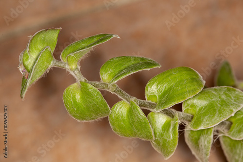 Proxiphographie d'une plante grasse (succulente) - Misère argentée - Tradescantia sillamontana photo