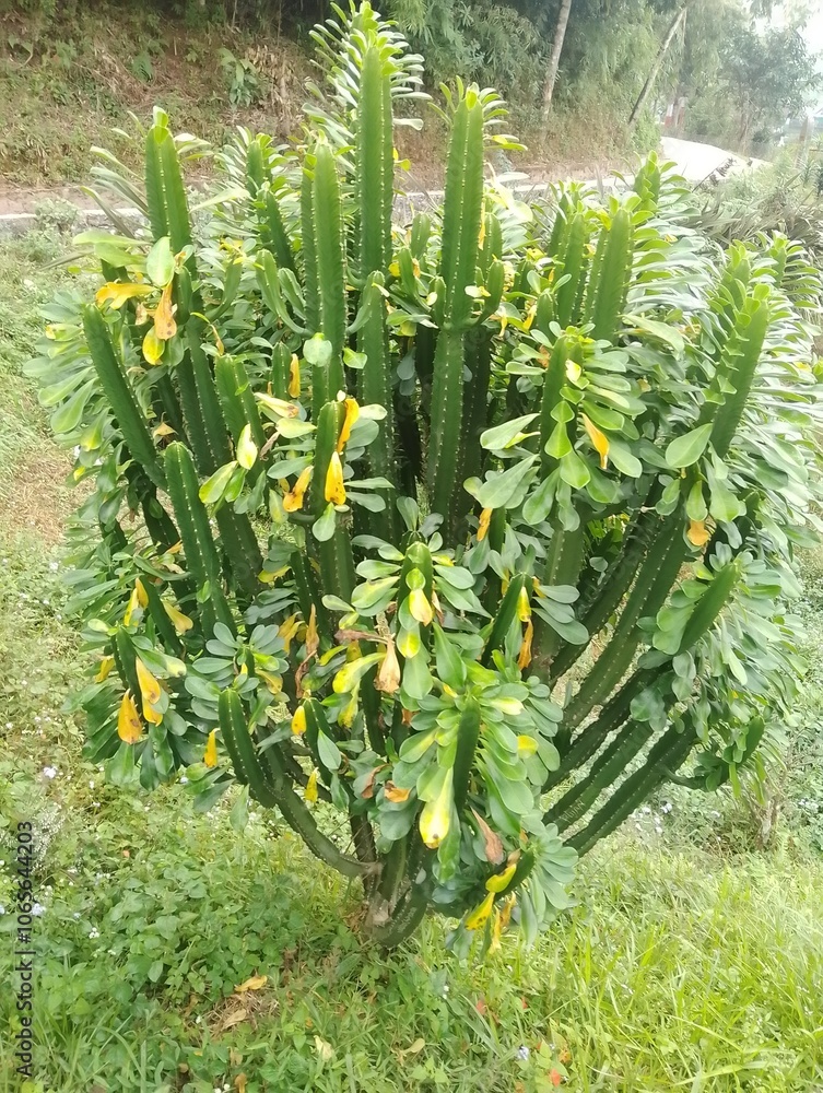 Fototapeta premium Plants and Flowers in high altitude
