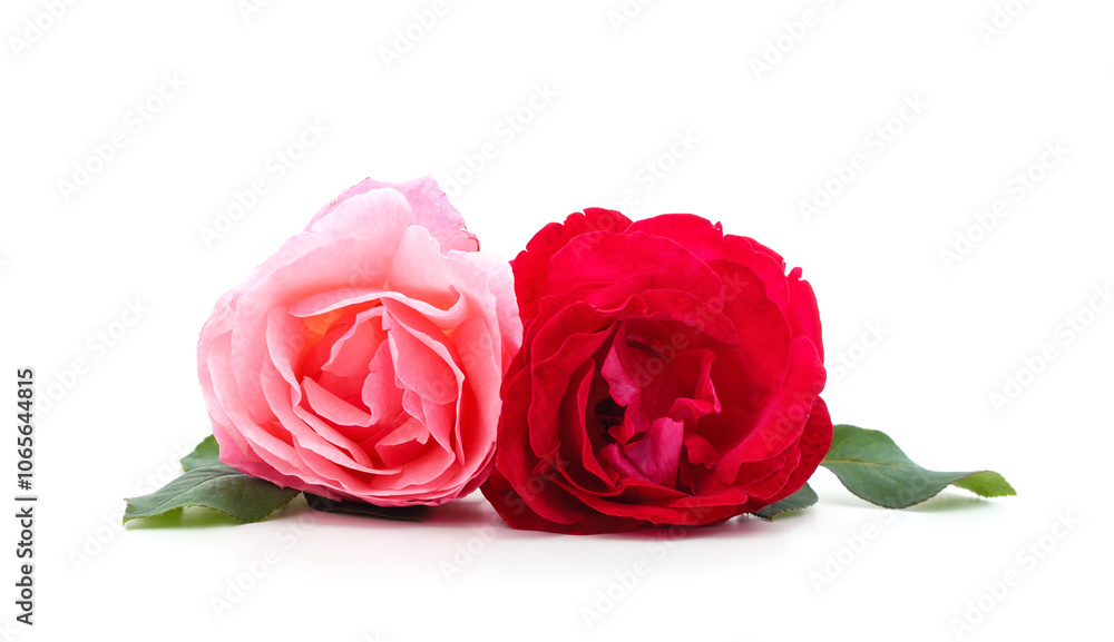 Fototapeta premium Beautiful pink and red roses.
