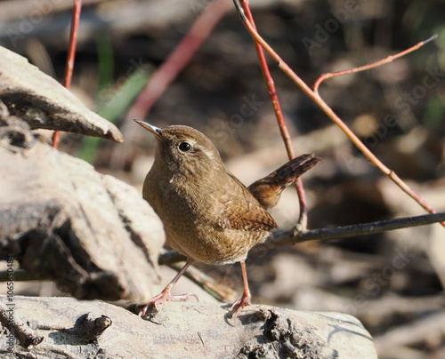 wren perching on the ground