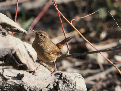 wren perching on the ground