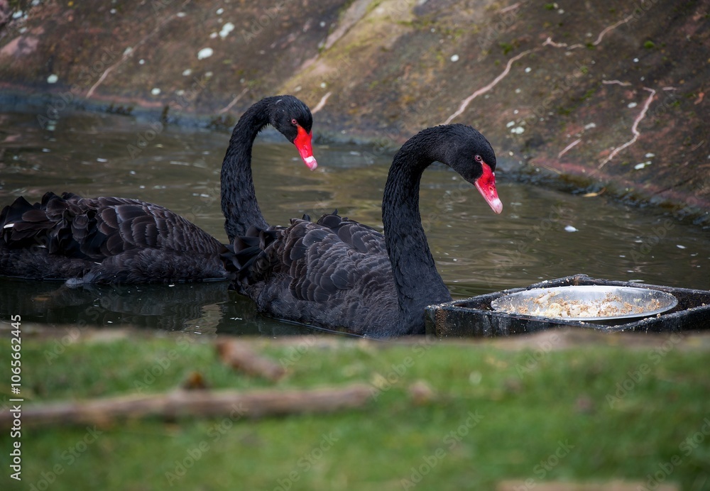 Obraz premium black swan on the lake
