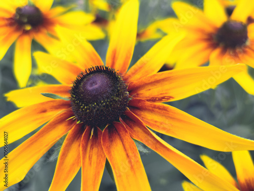 Macro photo of Black Eyed Susan Rudbeckia hirta yellow flowers in focus blurred background, set in a field flowerbed home garden. Gardening hobbyists landscape design wallpaper flower close up petals photo