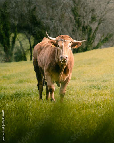 A cow on the meadow