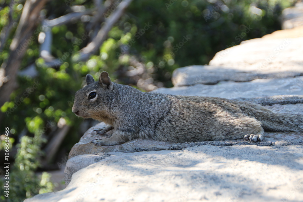 Obraz premium Eichhörnchen