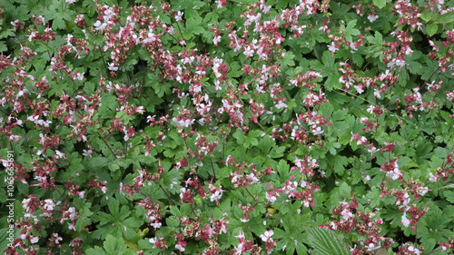 Geranium macrorrhizum Spessart, Rock Crane’s-Bill, Bigroot or Bulgarian Geranium, Family: Geraniaceae
Origin: the wild type is native to Europe photo