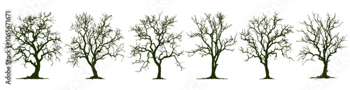 Tree Silhouette, black tree, intricate silhouettes of leafless trees. isolated on a transparent background
