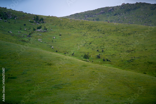 Khustain Nuruu National Park, also known as Hustai National Park, the best known as a home to the Takhi or Przewalski's horse, the last surviving wild horse in the world, Mongolia photo