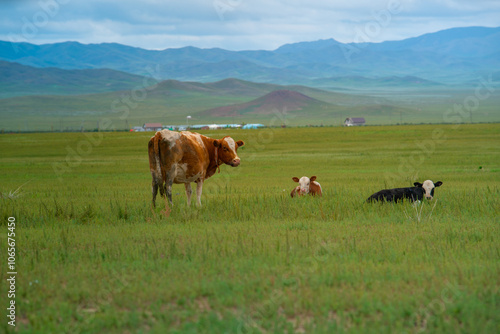 Khustain Nuruu National Park, also known as Hustai National Park, the best known as a home to the Takhi or Przewalski's horse, the last surviving wild horse in the world, Mongolia photo