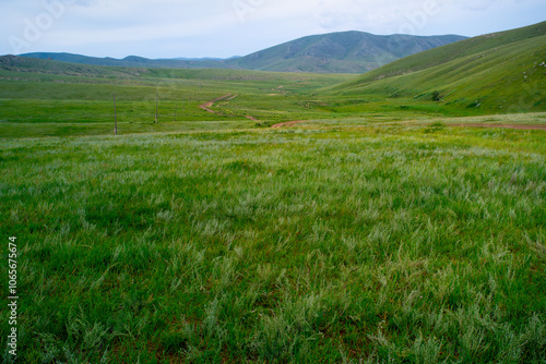 Khustain Nuruu National Park, also known as Hustai National Park, the best known as a home to the Takhi or Przewalski's horse, the last surviving wild horse in the world, Mongolia photo